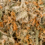 StrawberryHaze-Hoot-01