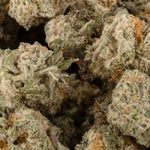 SuperSilverHazeSmalls-LuckyFarms-02