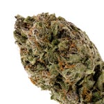 TexadaTimewarp-LuckyFarms-03