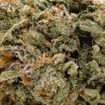 TexadaTimewarp-LuckyFarms-03