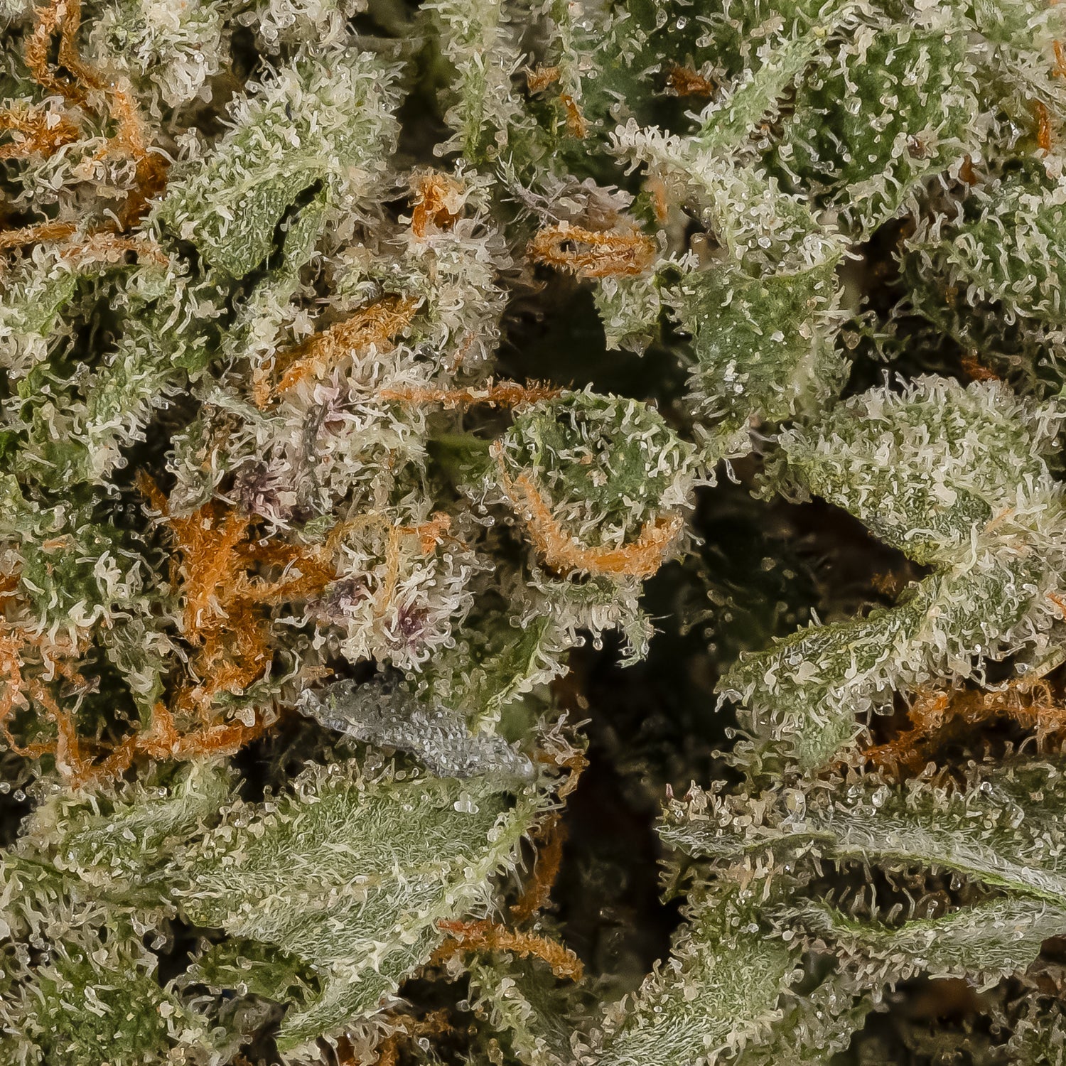 TexadaTimewarp-LuckyFarms-06