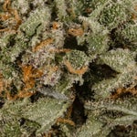 TexadaTimewarp-LuckyFarms-03