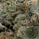 WifiCake-JungleRidge-03