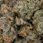 WifiCake-JungleRidge-03