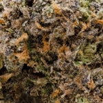 YeHemi-JungleRidge-03