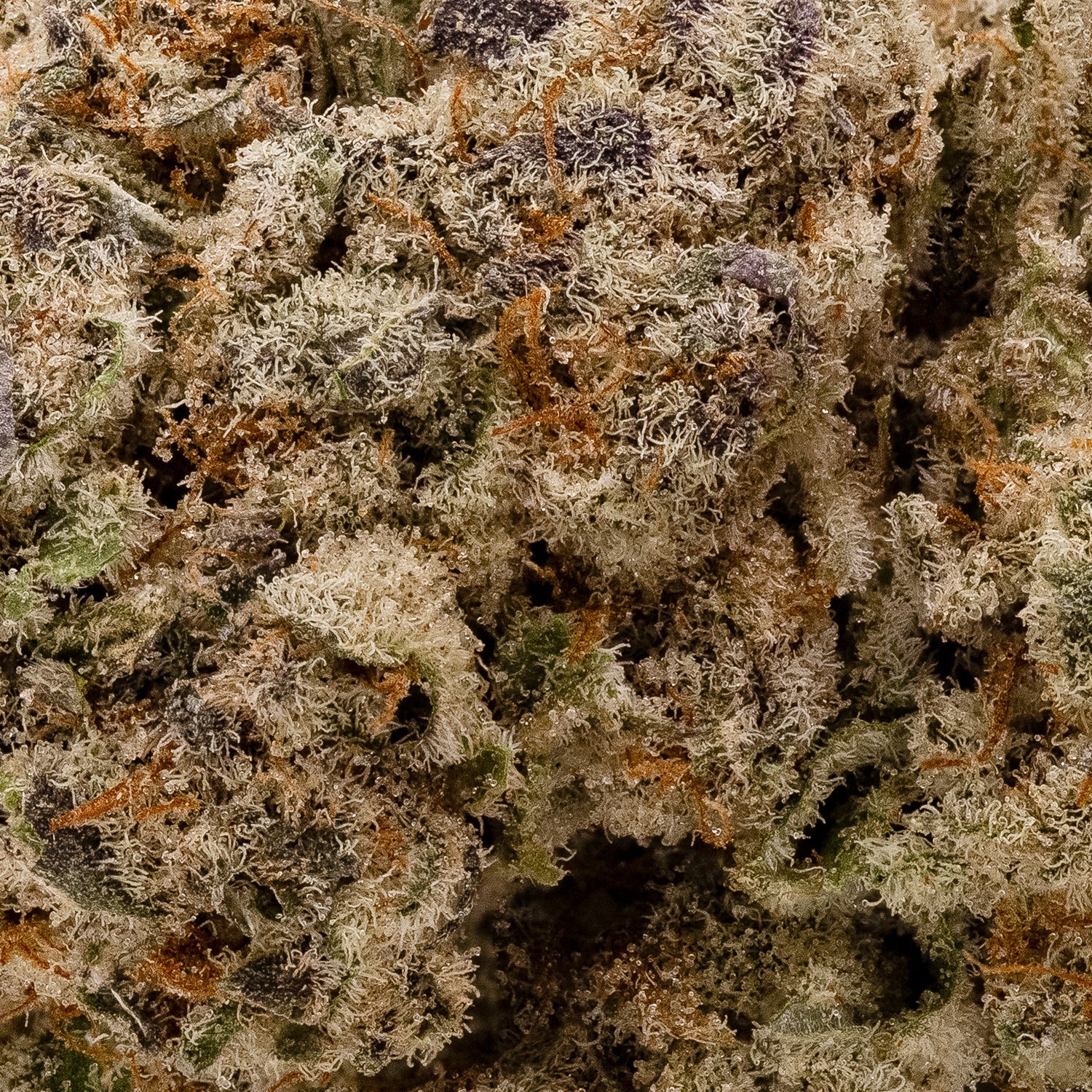 Dosido-LuckyFarms-05