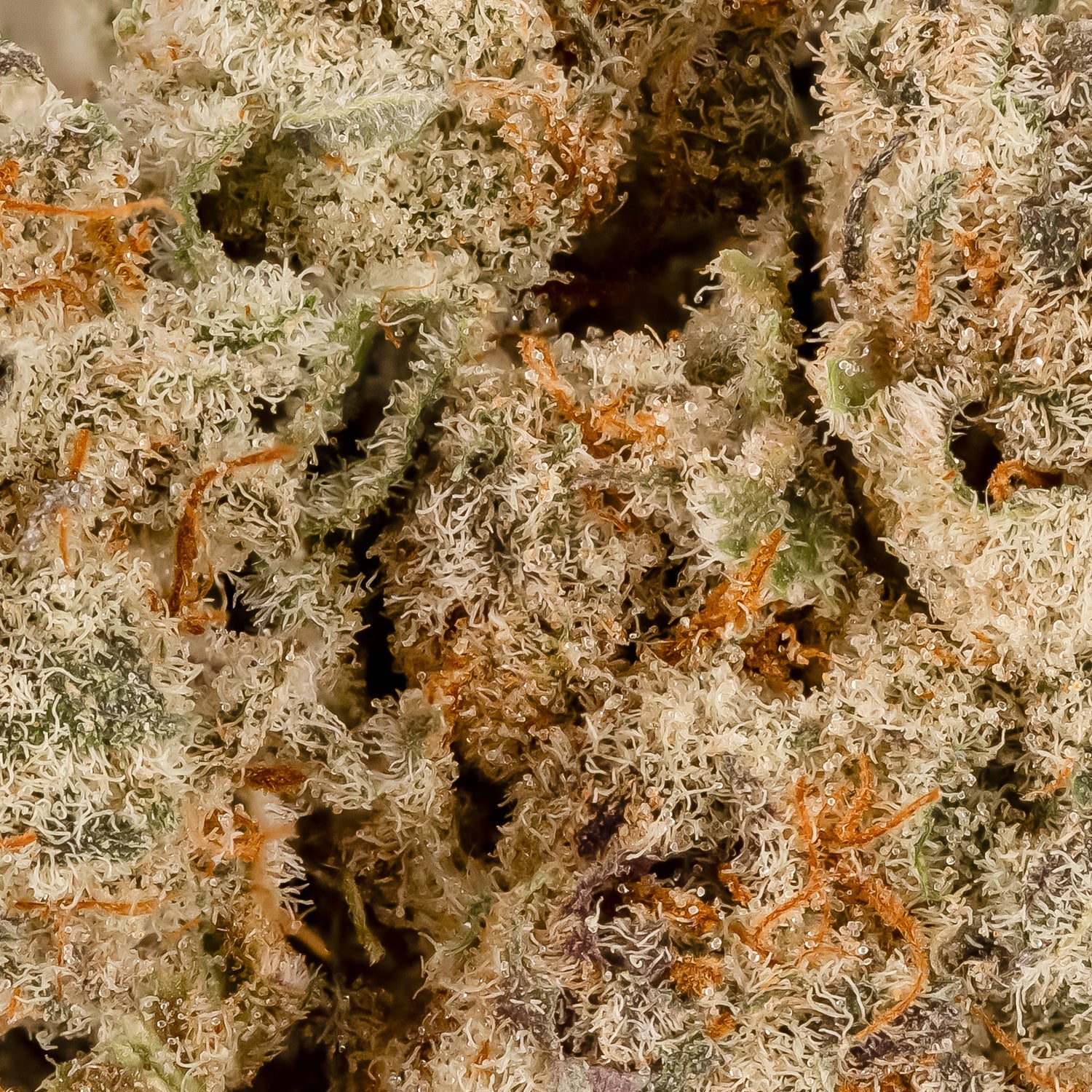Dosido-LuckyFarms-06