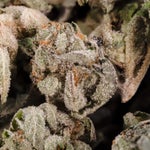 GaryPaytonOG-LuckyFarms-02