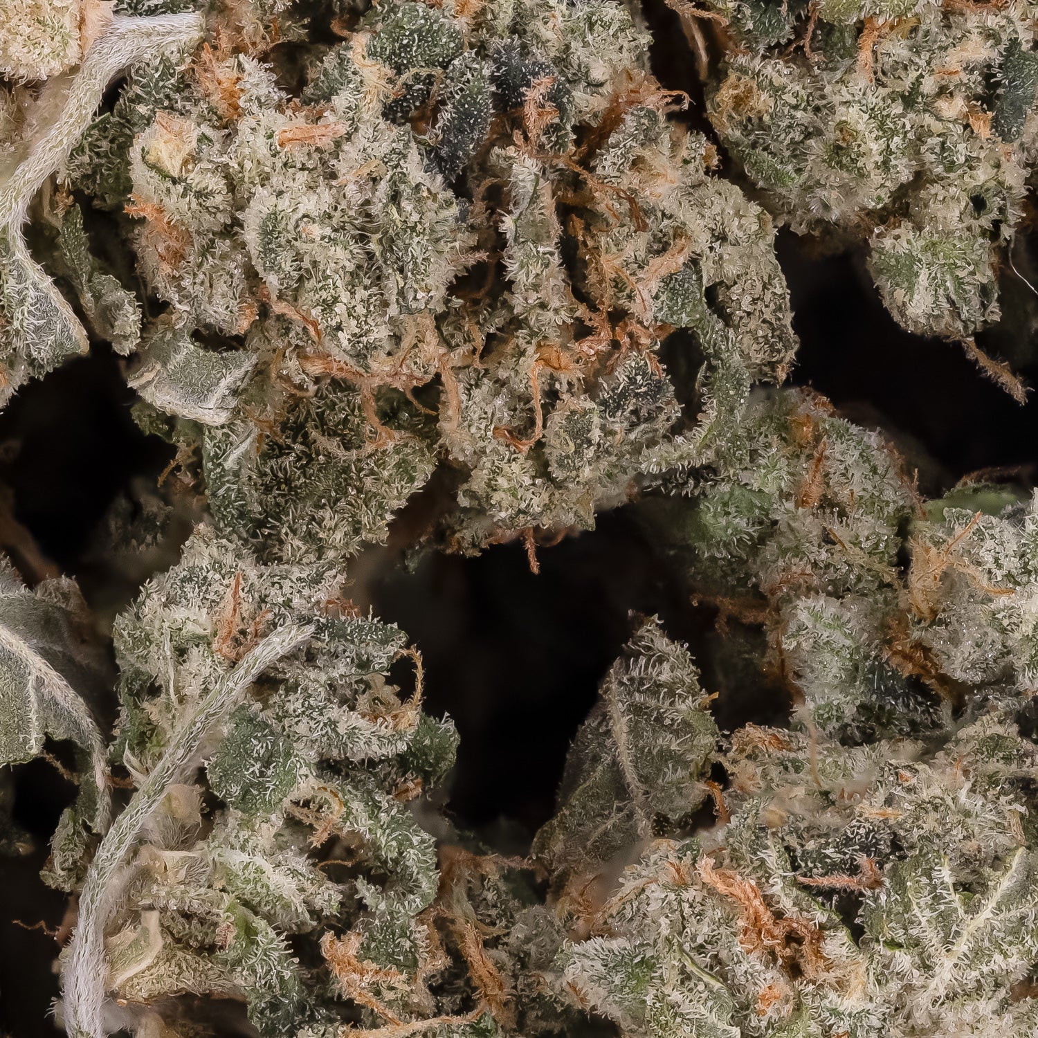 Gelato-LuckyFarms-03