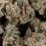 Gelato-LuckyFarms-02