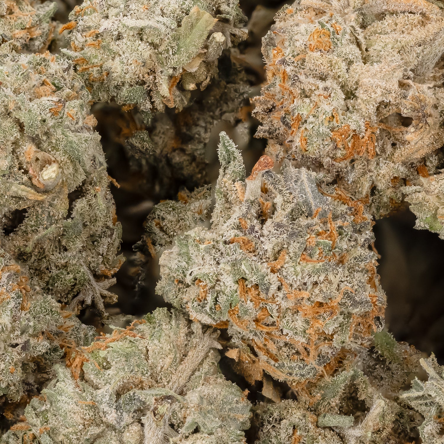 GirlScoutCookies-LuckyFarms-03