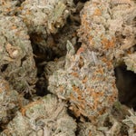 GirlScoutCookies-LuckyFarms-02