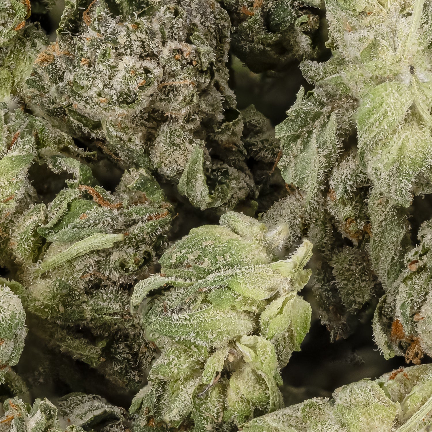 LAKushCakeSmalls-LuckyFarms-03