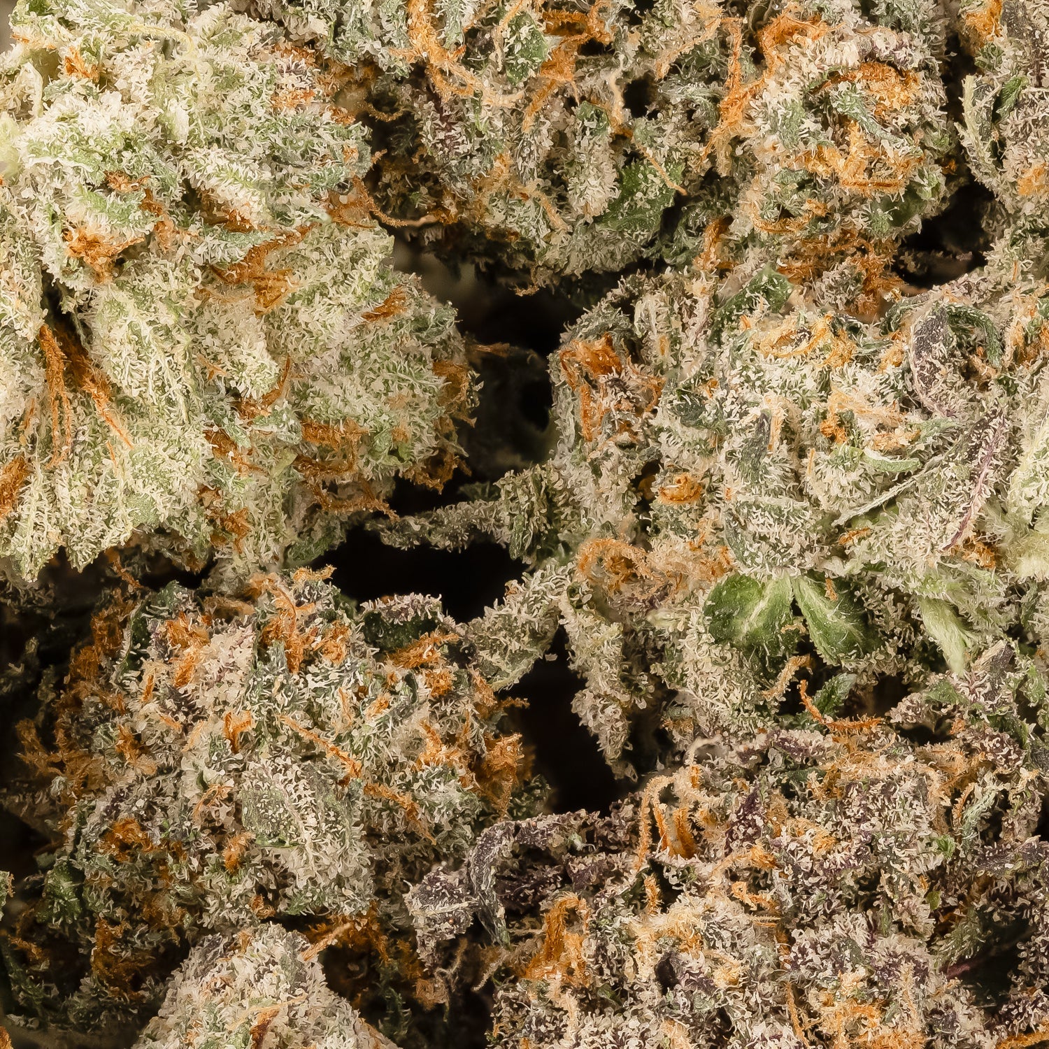 MACDonutSmalls-LuckyFarms-02