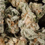 Medusa-LuckyFarms-03