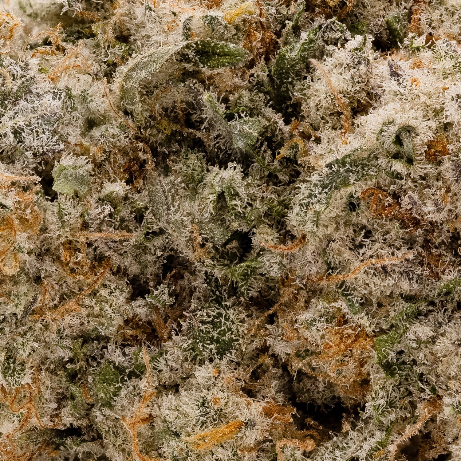 MiracleAllenCookies-LuckyFarms-05