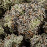 PurplePunchSmalls-LuckyFarmsSmalls-01