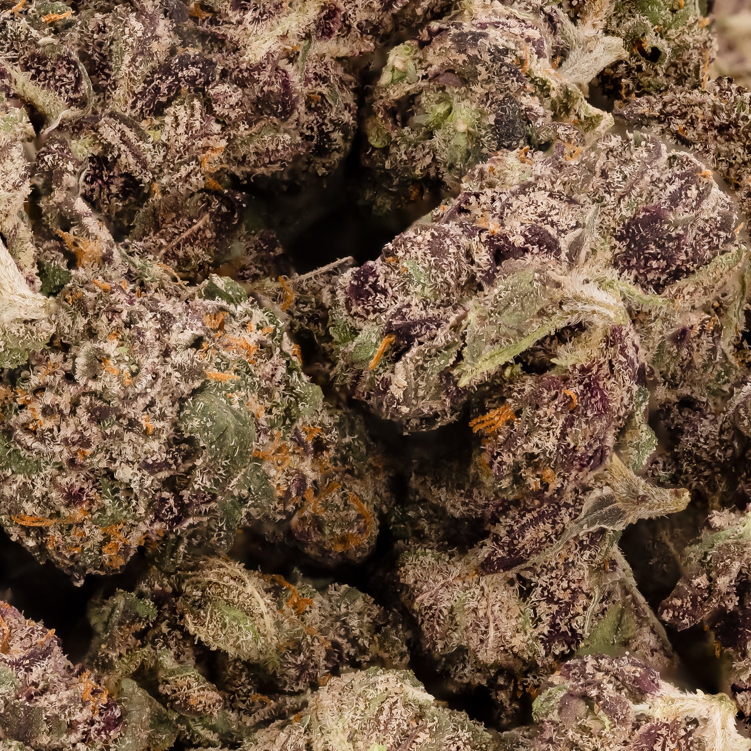 PurpleSpaceCookiesSmalls-03