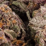 QueenoftheSouth-LuckyFarms-02