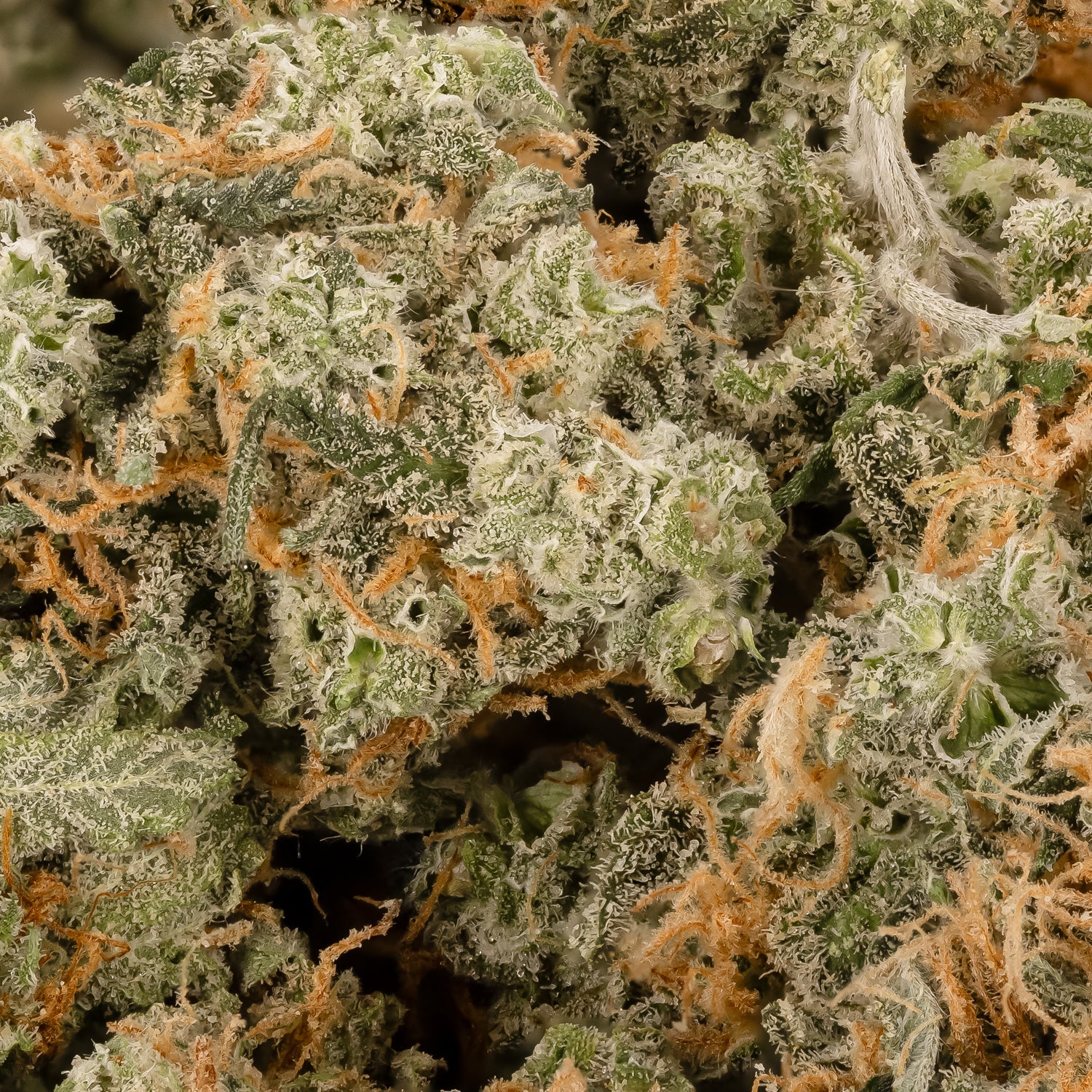 SunsetSherbetSmalls-LuckyFarms-02