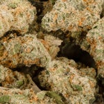 ThinMint-JungleRidge-02