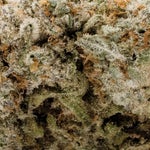 TropicalRuntz-LuckyFarms-03