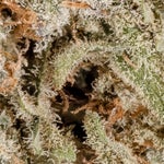 TropicalRuntz-LuckyFarms-03