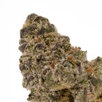 AnimalTsunamiHybrid-03