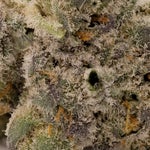 AnimalTsunamiHybrid-03