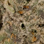 AnimalTsunamiHybrid-03