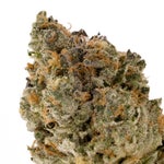 ChemicalPunchIndica-03