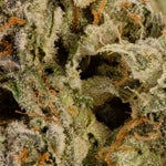 ChemicalPunchIndica-03