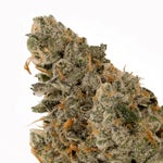 ZainbowSativaDominantHybrid-03