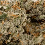 ZainbowSativaDominantHybrid-03