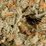 ZainbowSativaDominantHybrid-03