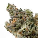 PunchDog-Albatross-03