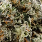 PunchDog-Albatross-03