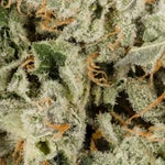 PunchDog-Albatross-03