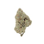 PurpleDragon-Hoot-07