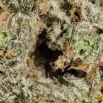 PurpleDragon-Hoot-07