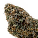 ApricotStomper-Albatross-08