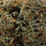 ApricotStomper-Albatross-08