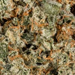 ApricotStomper-Albatross-08