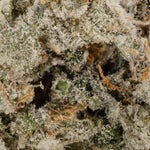 Crunchyberry-Hoot-07