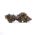 GasTruffle-Albatross-03