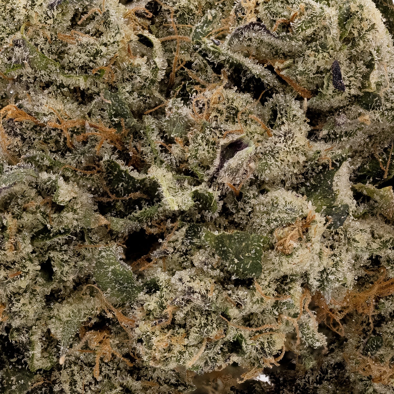 GasTruffle-Albatross-05