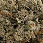 GasTruffle-Albatross-03