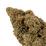 GrapefruitHaze-Hoot-07