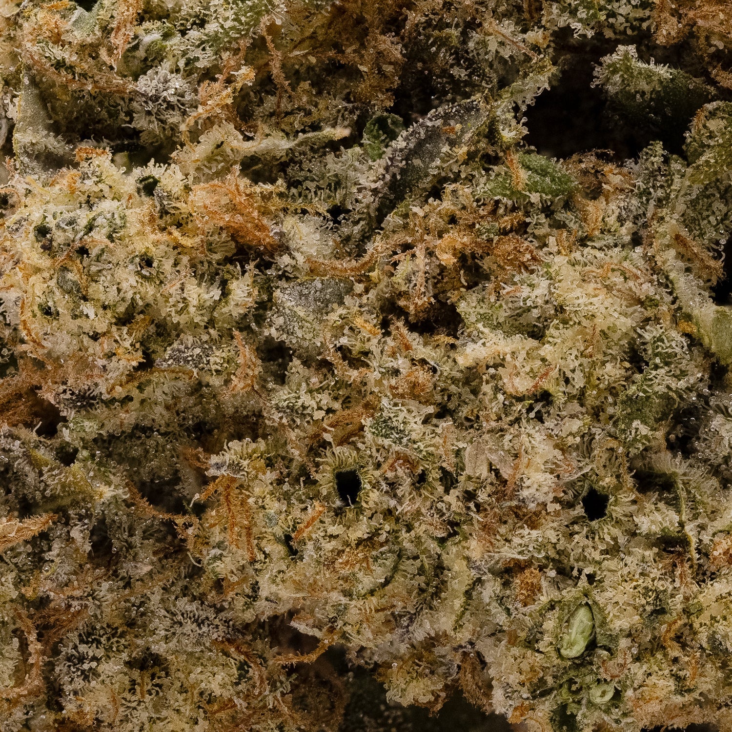 GrapefruitHaze-Hoot-05