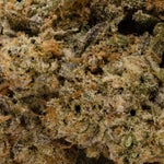 GrapefruitHaze-Hoot-07